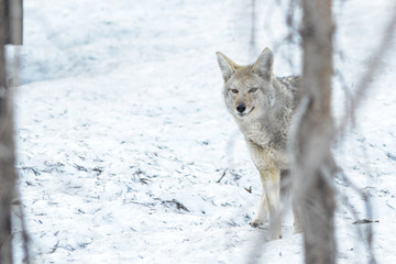 Canine hunting in the winter.