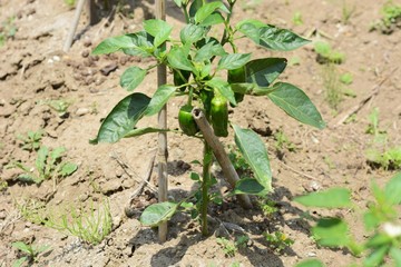 Growth of green peppers