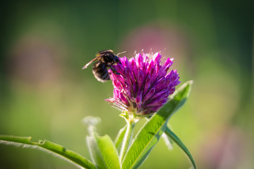 Bee collecting nectar on the pink clover
