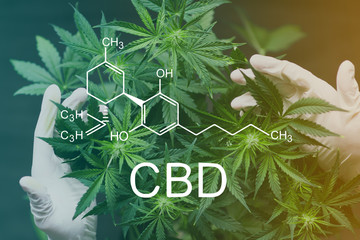 CBD Chemical Formula, A large number of cannabis flowers in the hands of Medic doctor employee...