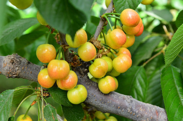 The ripe cherries are on the tree
