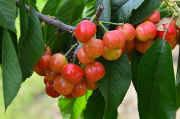 The ripe cherries are on the tree