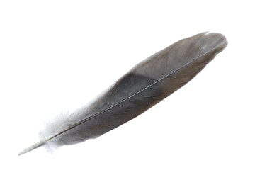 Feather