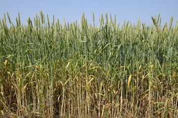 Spikelets of green wheat. Ripening wheat in the field.