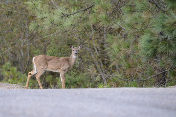 Deer in montana