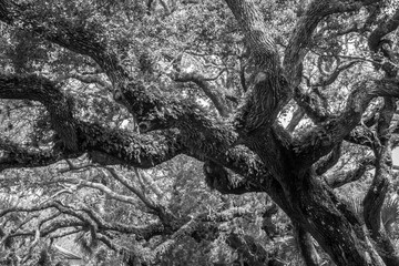 Fototapeta na wymiar Black and white abstract tree