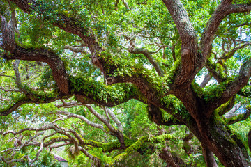 Obraz premium Abstract Tree