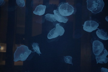 Jellyfish Tank 