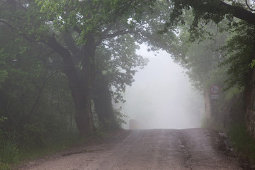 Obraz premium road in misty forest