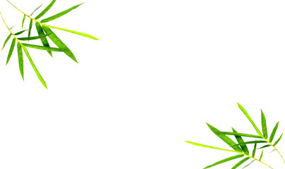 Leaves of coconut tree on white background