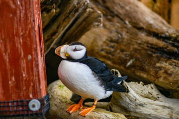 Puffin Facing Red Wood Pole