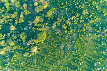 Aerial view on the apple orchard