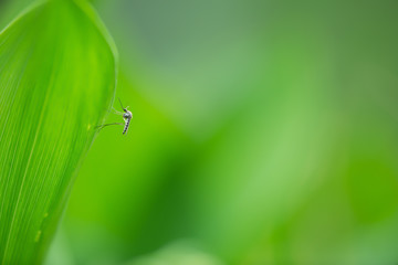 Mosquito resting on lily-of-the-valley leaf