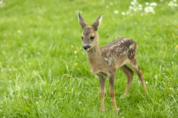 Beautiful Deer Fawn