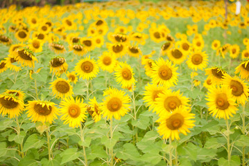 sunflower , field of sunflower it's look beautiful in the morning at bangkea thaoland.
