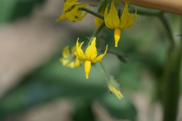 Growth of tomato and flowers