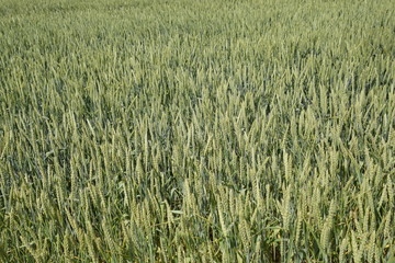 Spikelets of green wheat. Ripening wheat in the field.