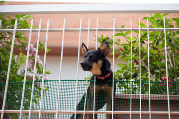dog barking on balcony