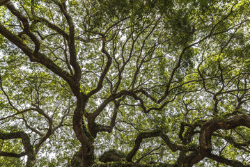 Angel oak (Quercus virginiana)