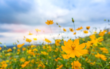 Beautiful landscape of the Cosmos flower field. Yellow flowers in nature blooming on blurred blue sky background.