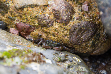 A tiny crab hiding in a crevice.