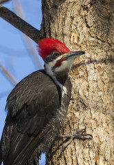 pileated woodpecker in winter