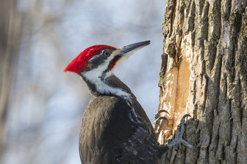 pileated woodpecker in winter - obrazy, fototapety, plakaty