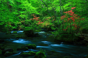 新緑の奥入瀬渓流