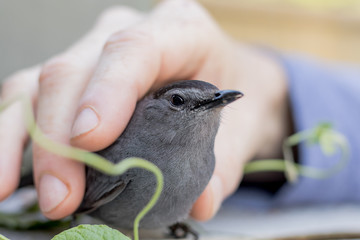 Gray Catbird (Dumetella carolinensis) allows petting after being rescued from a collision 