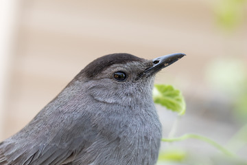 Gray Catbird (Dumetella carolinensis) closeup in the morning