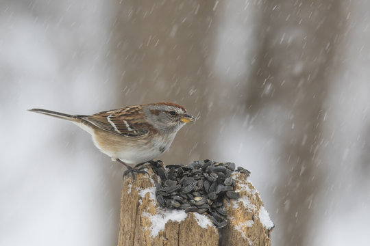 American Tree Sparrow In Winter