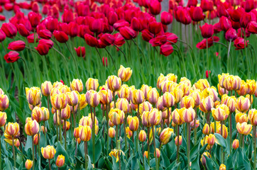 Rows of yellow and red tulips