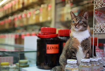 watching cat with old chinese medical store background in hong kong © LT