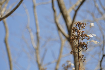 冬　枯れた花　木　空　素材