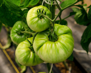 green tomatoes, tomatoes, veggies, garden, farming, farm, agriculture,
