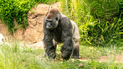 Male silver back gorilla, walking on all fours. 