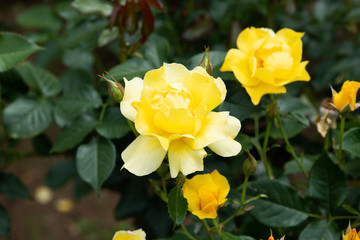 黄色いばら「イエローシンプリシティ」の花のアップ	