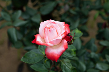 赤と白のばら「丹頂」の花のアップ	