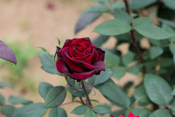 赤いばら「バルカロール」の花のアップ