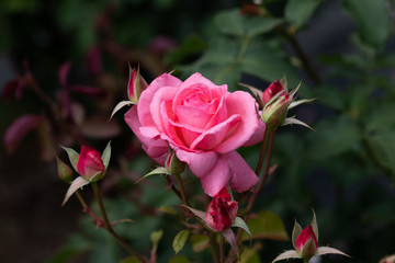 ピンク色のばら「芳純」のアップ	