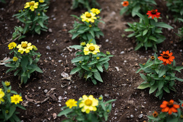 Fototapeta na wymiar 黄色いジニアの花 