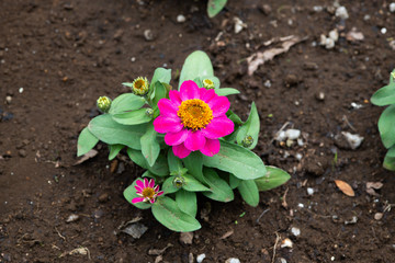 ピンク色のジニアの花	