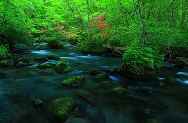 Obraz premium 新緑の奥入瀬渓流