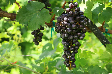 Bunch of red grapes with green leaves hanging in the vineyard.