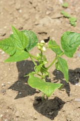 Growth of kidney beans