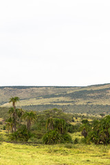 Fototapeta na wymiar Savannah can be and such. Masai Mara, Kenya
