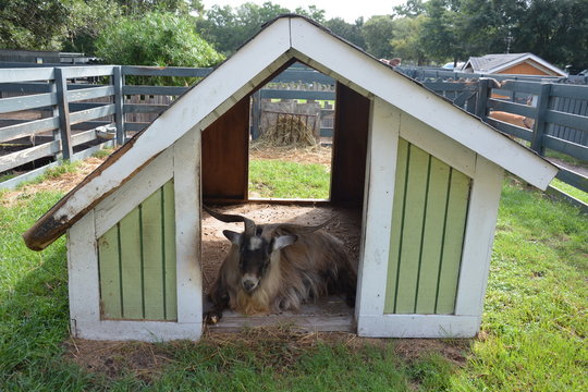 Goat lounging