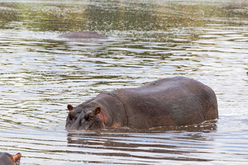 Huge hippo in small pond. Kenya, Africa