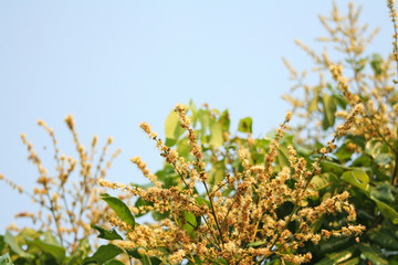 Longan flower tree sweet fruits  on blue sky Northern of Thailand