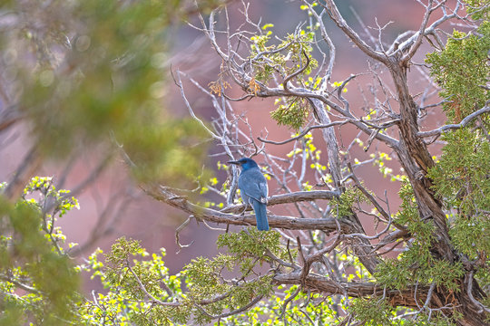 Pinyon Jay In A Desert Canyon